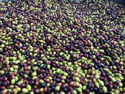 Huile d’olive extra vierge origine tunisienne